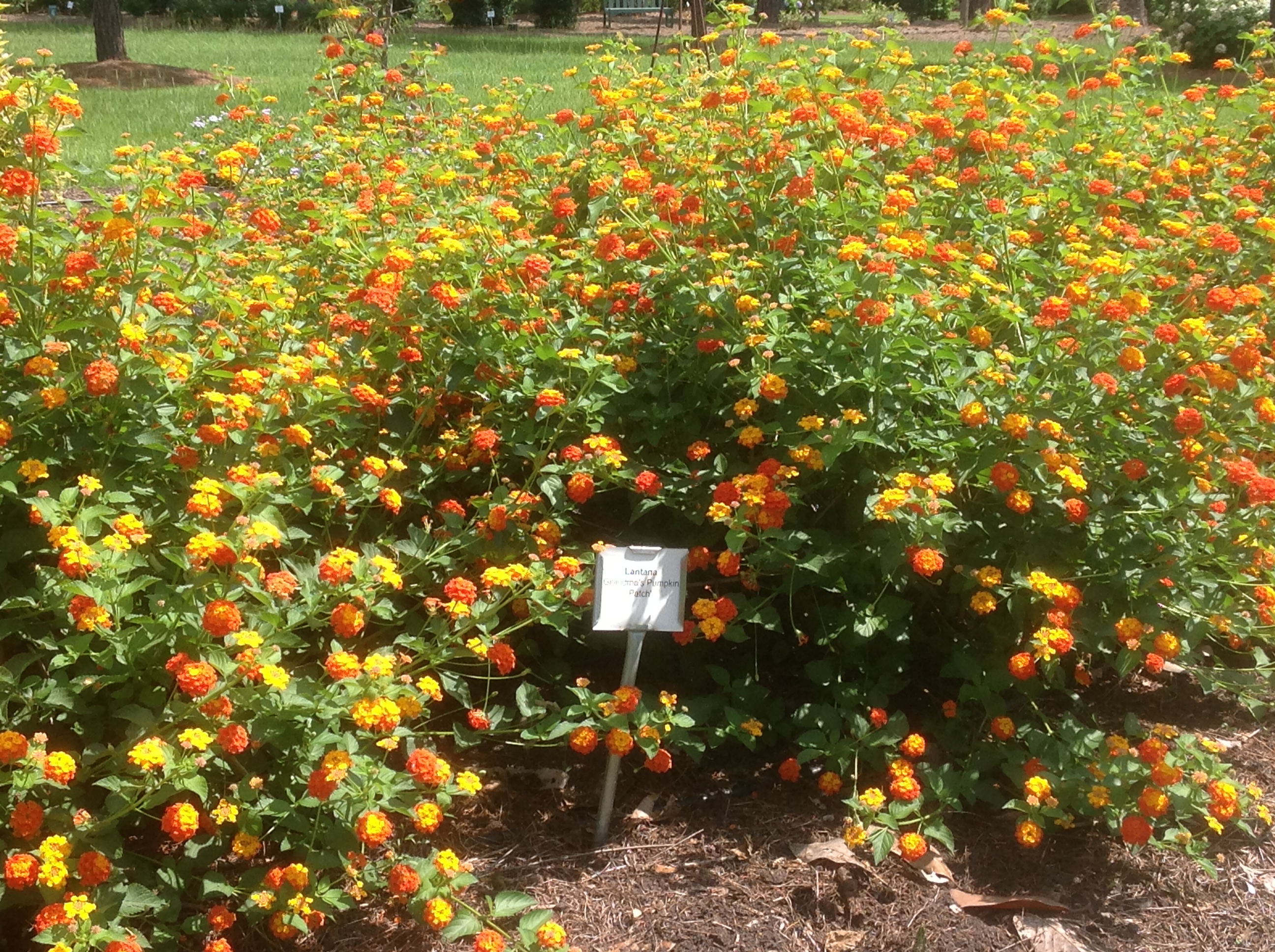 LSU AgCenter announces 2017 Plants with Potential